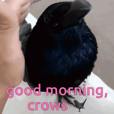 Someone petting a crow with the caption 'Good morning, crows'